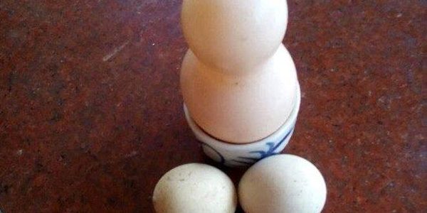 Kỳ lạ gà đẻ trứng hồ lô